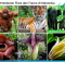 Peta Persebaran Flora dan Fauna di Indonesia