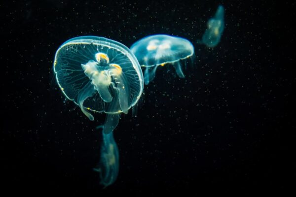 Mengenal Apa itu Protozoa dan Ciri-cirinya