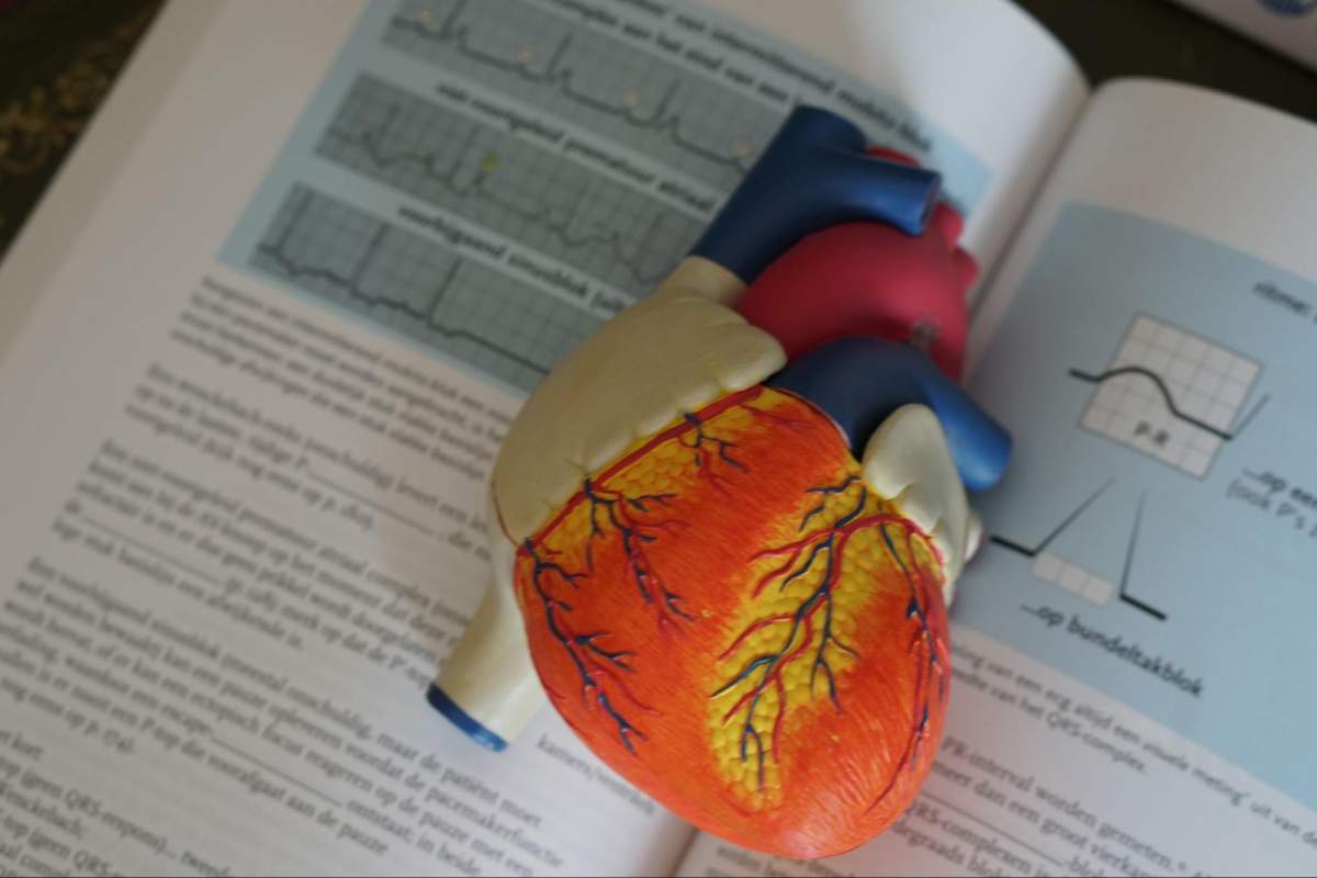 Berkenalan dengan Organ Tubuh Manusia dan Fungsinya 