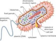 Mengenal Struktur bakteri
