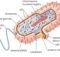 Mengenal Struktur bakteri