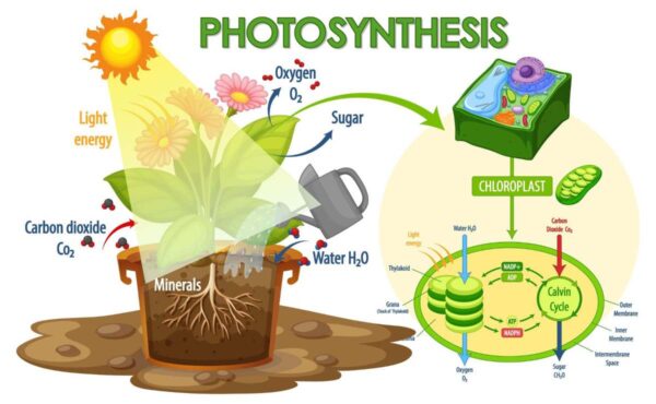 Belajar Apa itu Fotosintesis