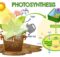Belajar Apa itu Fotosintesis