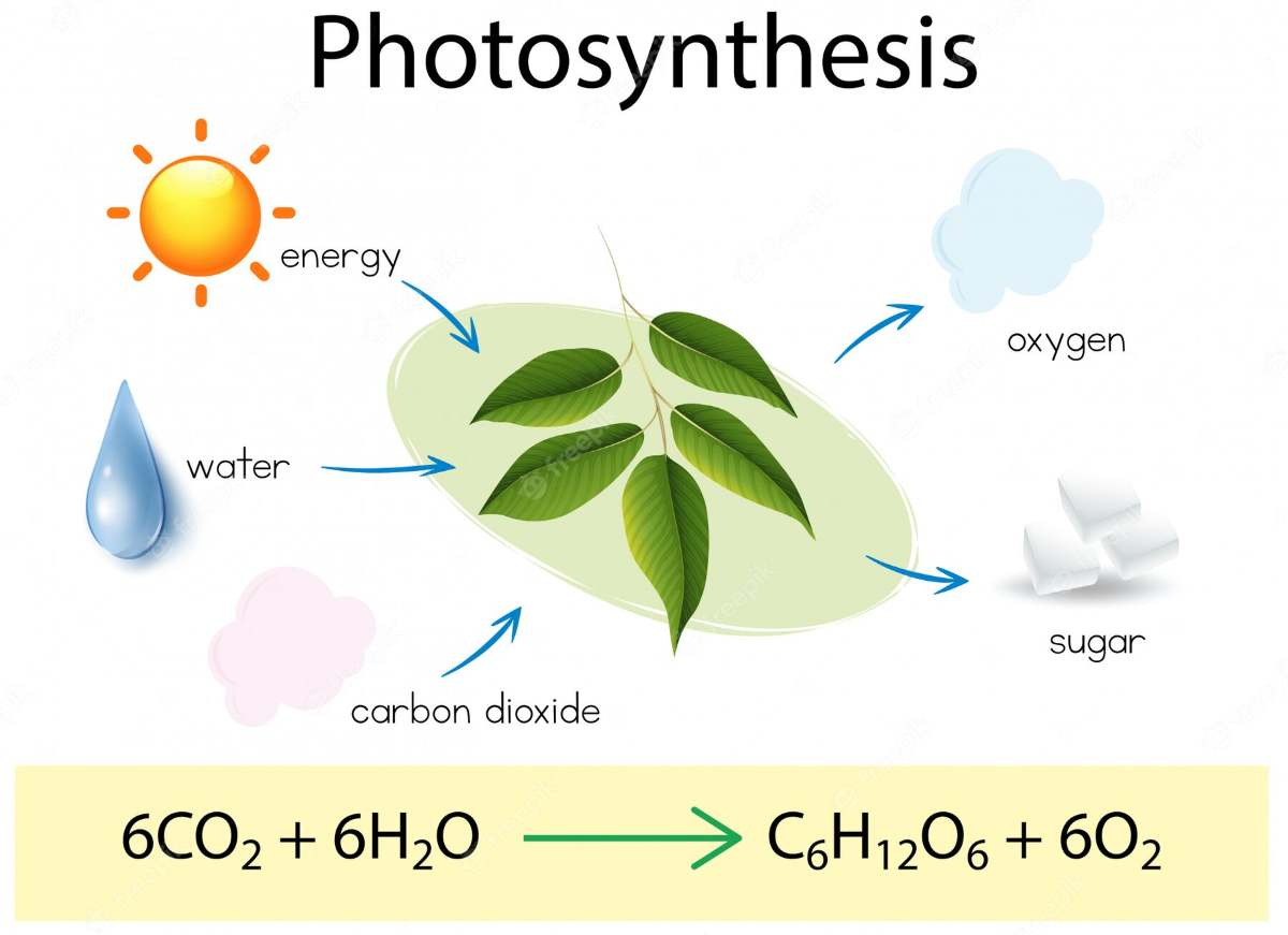Mengenal Apa itu Fotosintesis
