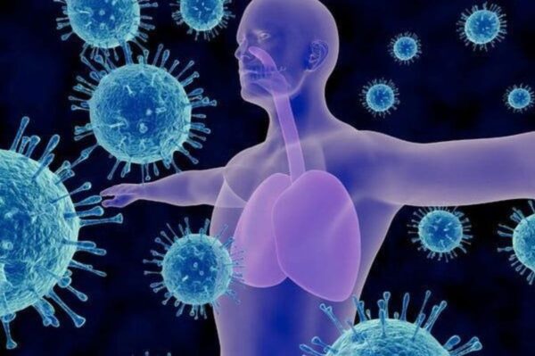 Organ yang Membangun Sistem Imun