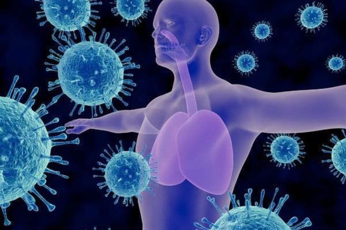 Organ yang Membangun Sistem Imun