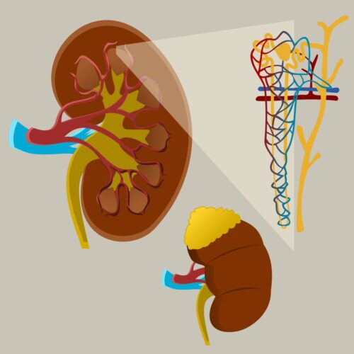 Mengenal Organ ekskresi pada manusia