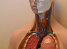 Memahami Organ ekskresi pada manusia