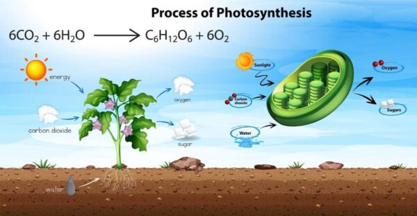 Memahami Proses Fotosintesis