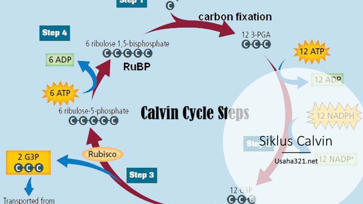 Siklus Calvin dalam Fotosintesis